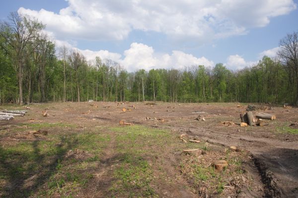 Pasture Clearing in Kihei