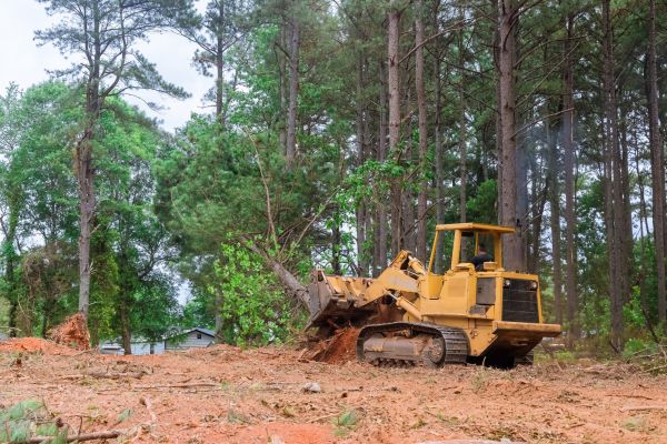 Property Clearing in Kihei