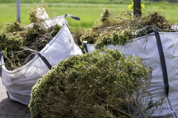 Bushes Clearing in Kihei
